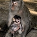 monkey_macaque_balinese_mf_ubud_v_1414_bal5135.jpg